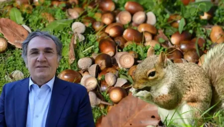 İbrahim Saraçoğlu’nun Meşe Palamudu Tavsiyesi: Yenir mi? Faydaları ve Sağlık Yararları