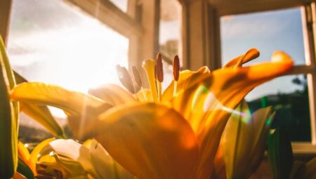 Yaşam Bilimi: Hayatın Gizemlerini Çözmenin Yolu